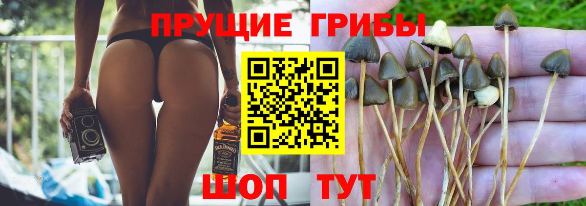 Псилоцибиновые грибы Psilocybine cubensis Гусь-Хрустальный